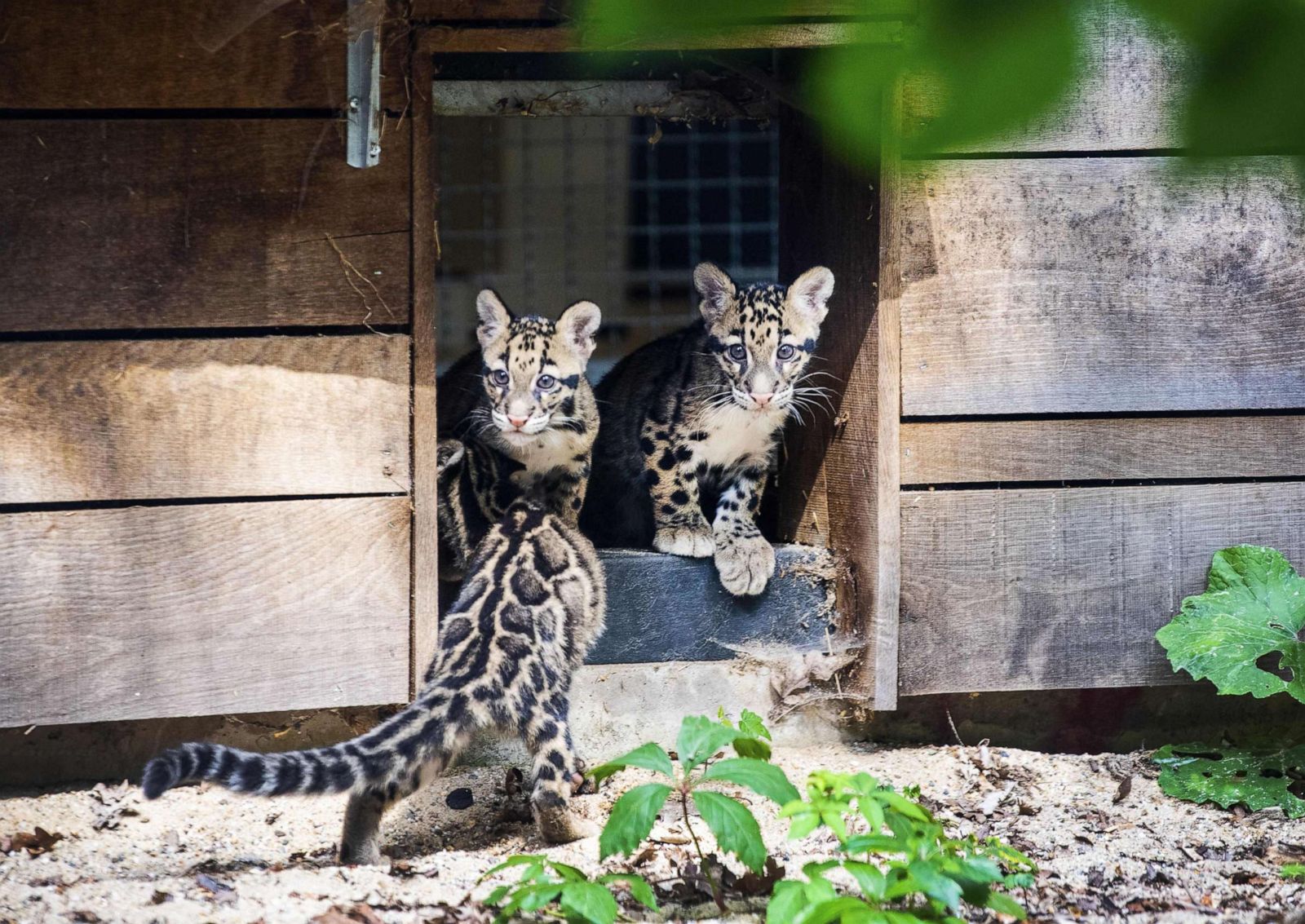 Baby cloud leopards hang out at Zoo