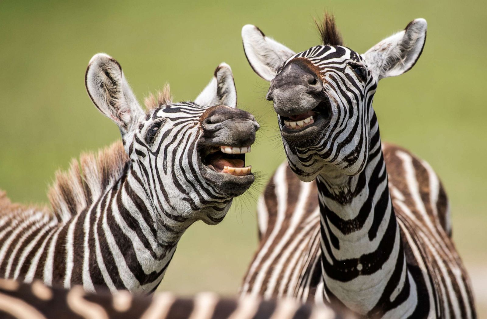 Laughing Zebra from 2019 Comedy Wildlife Competition Finalists.