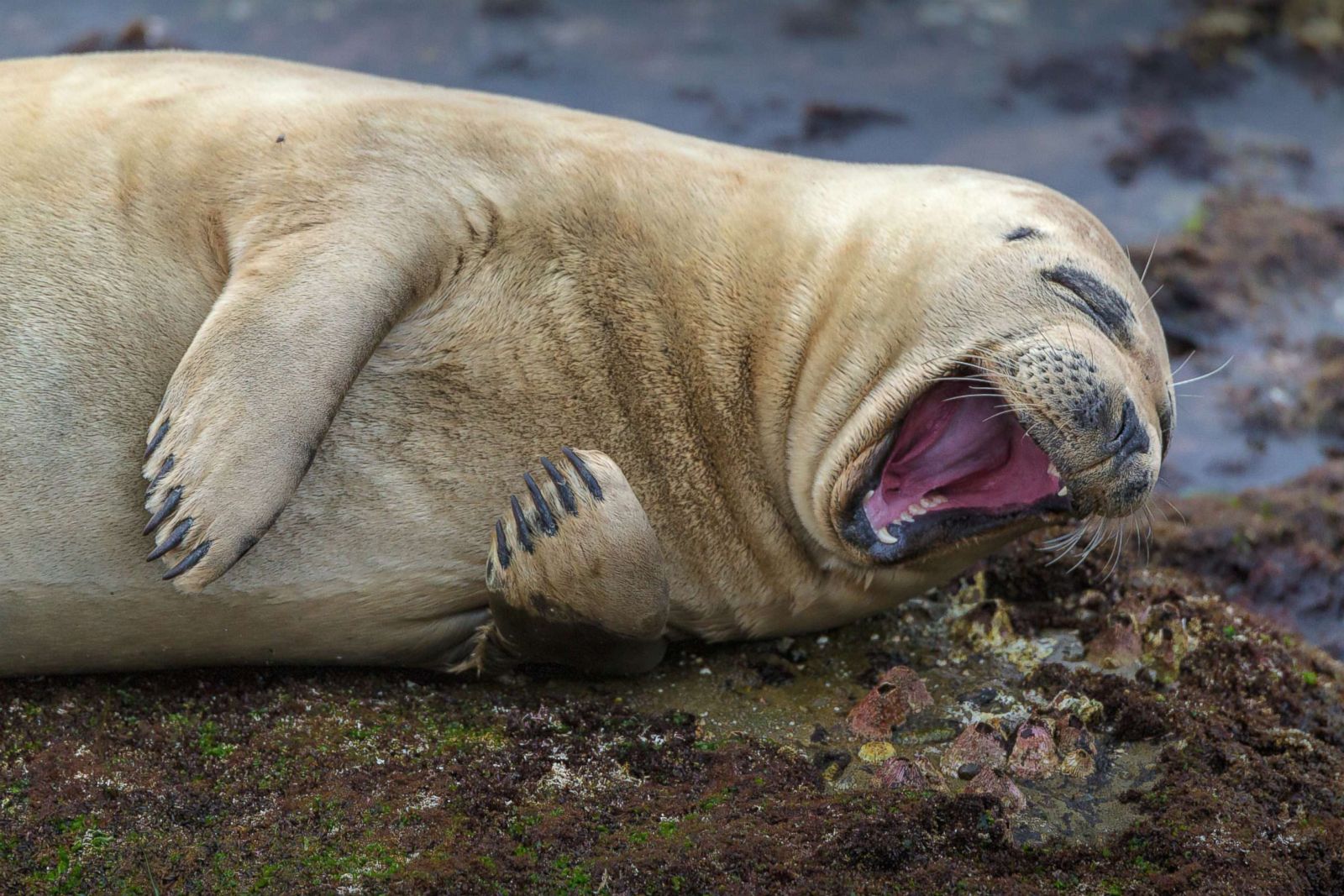 Смех тюленя
