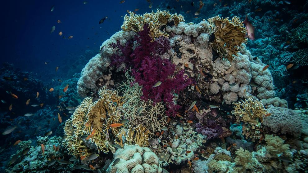 PHOTO: A view shows coral reefs in the Red Sea off Sharm El-Sheikh, Egypt, May 28, 2026. 