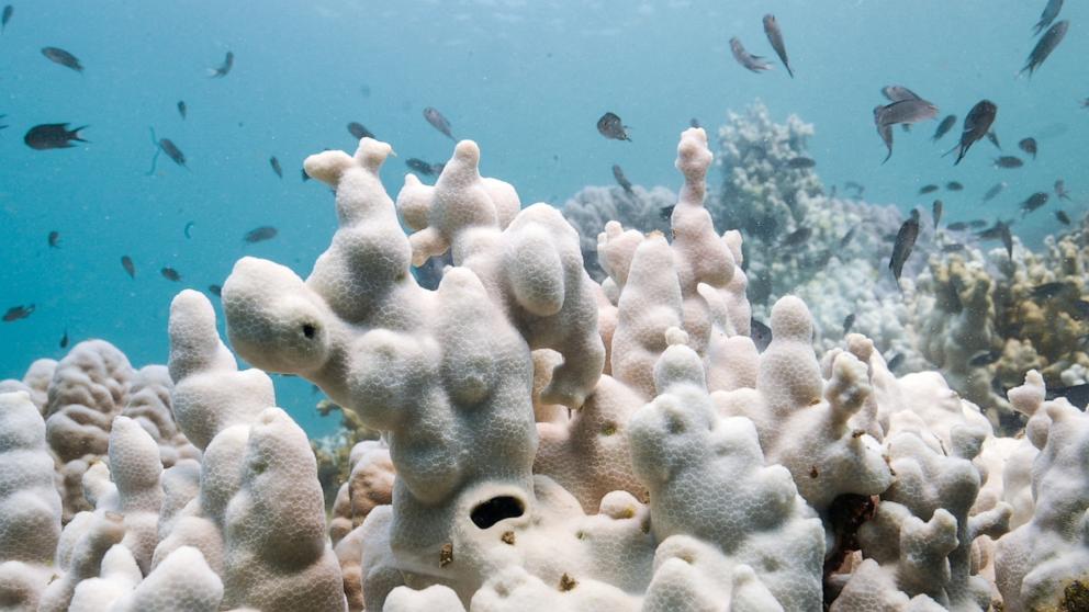 PHOTO: In this May 8, 2024, file photo, bleached corals are seen in a reef in Koh Mak, Trat province, Thailand.