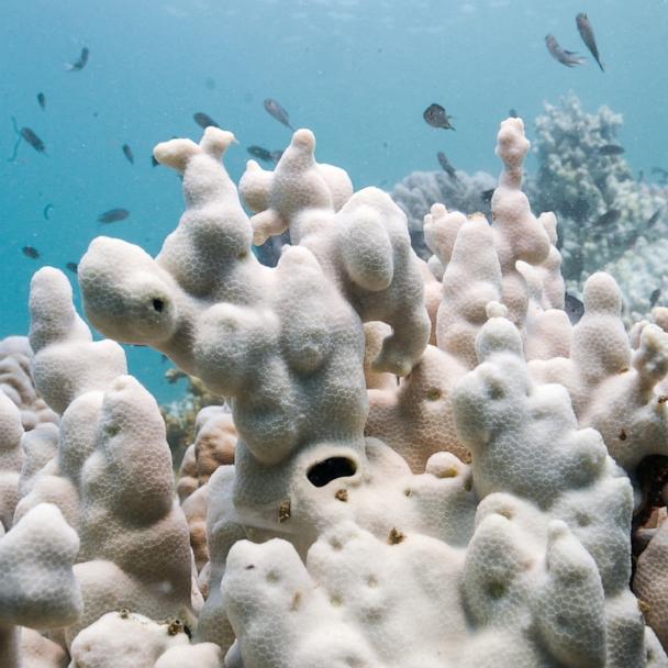 coral-1-rt-er-