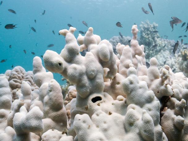 coral-1-rt-er-