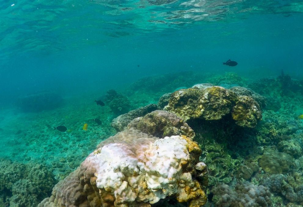 PHOTO: This Sept. 12, 2019, photo shows bleaching coral in Kahala'u Bay in Kailua-Kona, Hawaii.