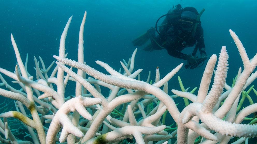 PHOTO: A marine biologist from the Department of Marine and Coastal Resources conducts an assessment on a reef damaged by coral bleaching, May 8, 2024 in Trat, Thailand. 