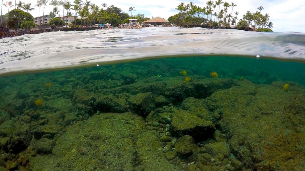 PHOTO: In this Sept. 12, 2019, photo, fish swim near bleaching coral in Kahala'u Bay in Kailua-Kona, Hawaii.