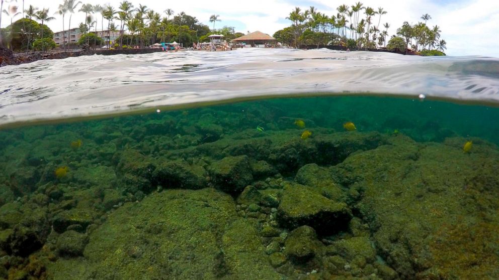 PHOTO: In this Sept. 12, 2019, photo, fish swim near bleaching coral in Kahala'u Bay in Kailua-Kona, Hawaii.