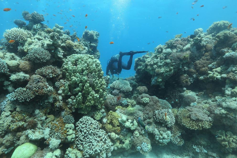 4th Global Coral Reef Bleaching Event Underway As Oceans Continue To ...