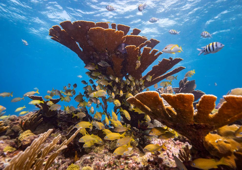 PHOTO: A general view of a school of fish and a sea can in a healthy coral reef off the coast of Isla Mujeres, Mexico, Sept. 26, 2018.