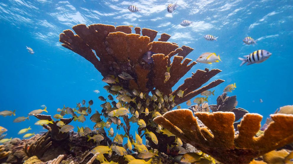 The goal of the day is to shed light on the state of coral reefs worldwide.