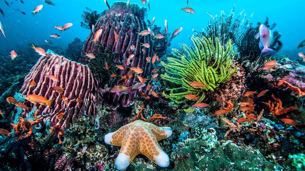 PHOTO: An undated stock photo shows thriving coral reef in the Philippines.