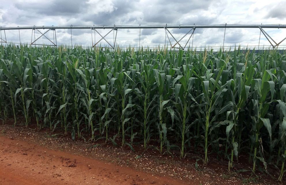 PHOTO: In this April 1, 2018, file photo, a corn crop is seen at Cercado Grande farm, in Brazil.