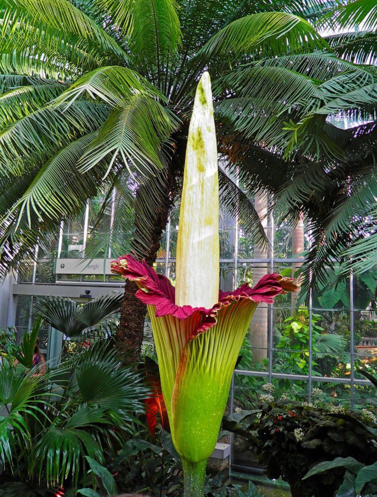 World's largest flower is in danger of extinction, scientists warn