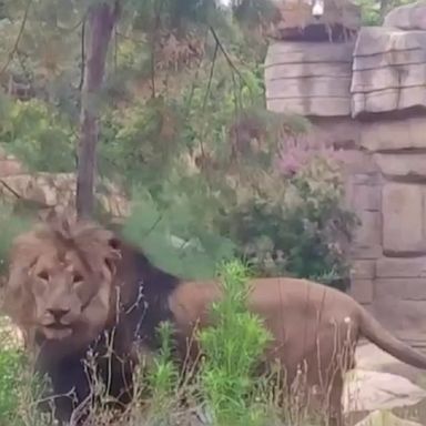 Authorities are investigating how the lions became only the second known case in the world in which big felines contracted the disease.