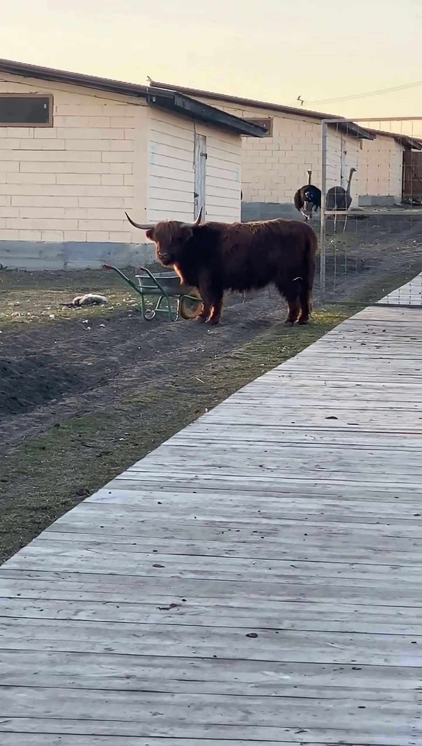 PHOTO: Animals at the Yasnohorodka family ecopark, about 30 miles outside of Kyiv, Ukraine. The animals were abandoned when fighting forced their caretakers to flee.