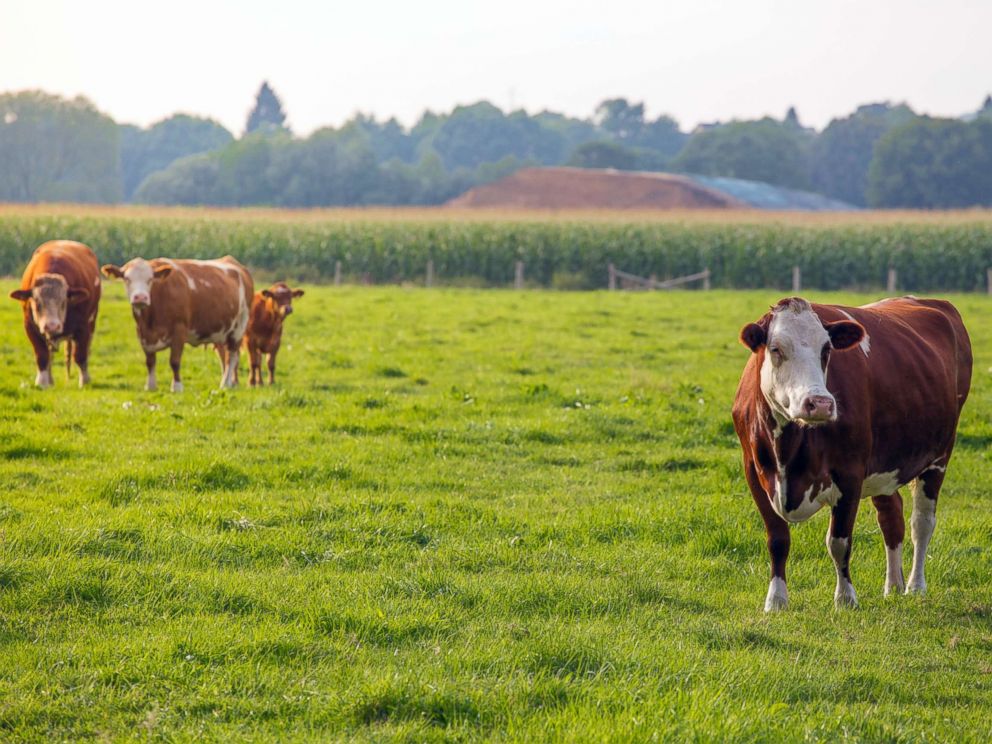 PHOTO: The cows are visible here in this undated archive photo.