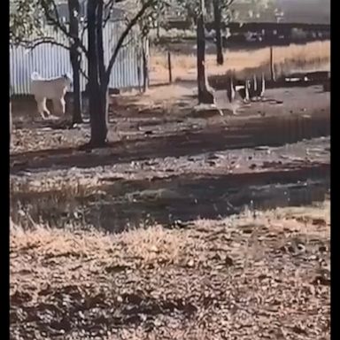 A mob of emus give a herd of young cattle the runaround on a farm in Australia.