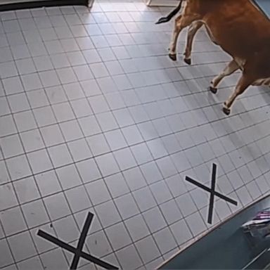 Surveillance footage captured the moment a cow casually wandered into a police station in Australia.