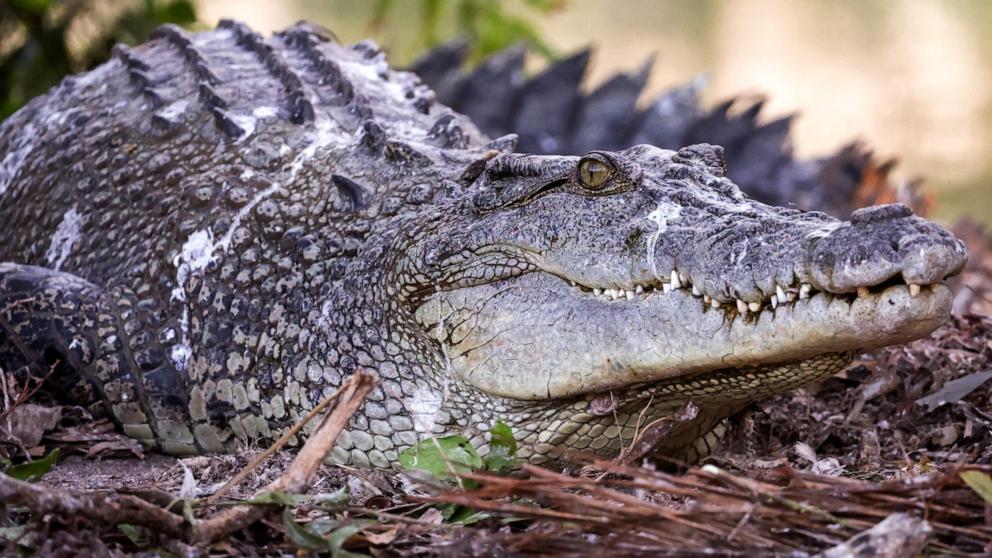 Es wurde festgestellt, dass ein Vorfahre des Krokodils 215 Millionen Jahre alt und älter als die Dinosaurier war