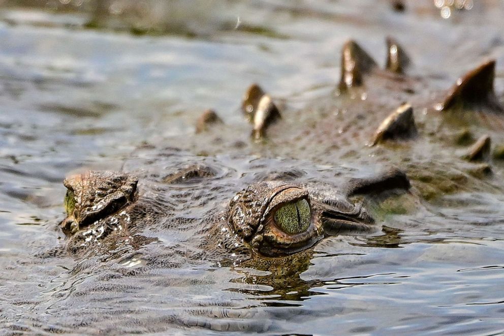 PHOTO: An American crocodile is seen during a crocodile tour at the Tarcoles river, in Tarcoles, Garabito municipality, Costa Rica, March 31, 2022.