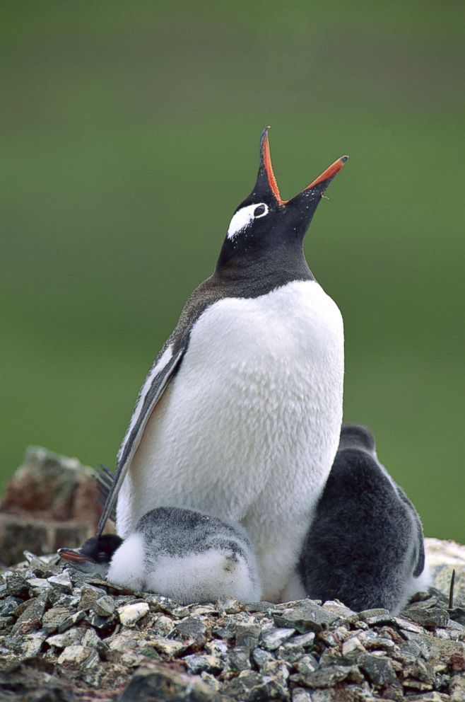 PHOTO: In this undated stock photo, a Gentoo penguin (Pygoscelis papua) is with two chicks in a nest on the Antarctic Peninsula.