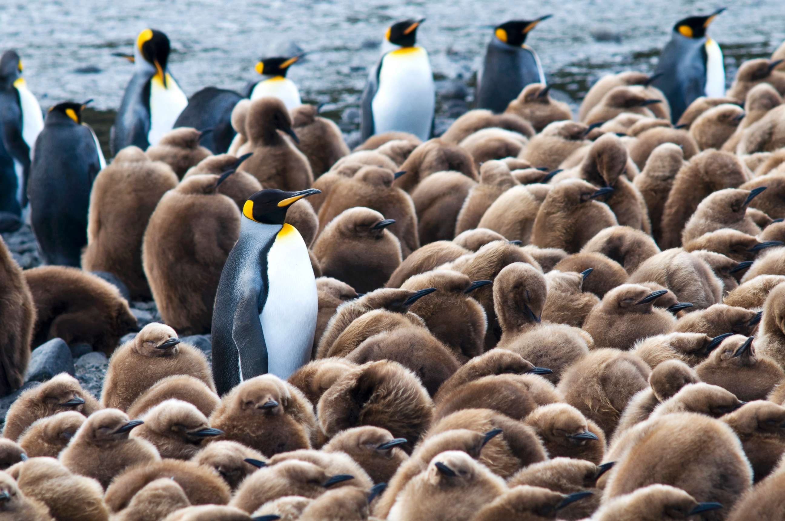 Adult King Penguins (Aptenodytes patagonicus) and their young near Base Alfred-Faure, in Crozet islands, Antarctica, in this undated stock photo.