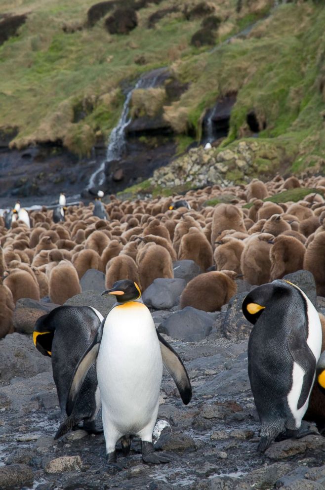 PHOTO: Young and adult King Penguins (Aptenodytes patagonicus) are near Base Alfred-Faure, in Crozet islands, Antarctica, in this undated stock photo.