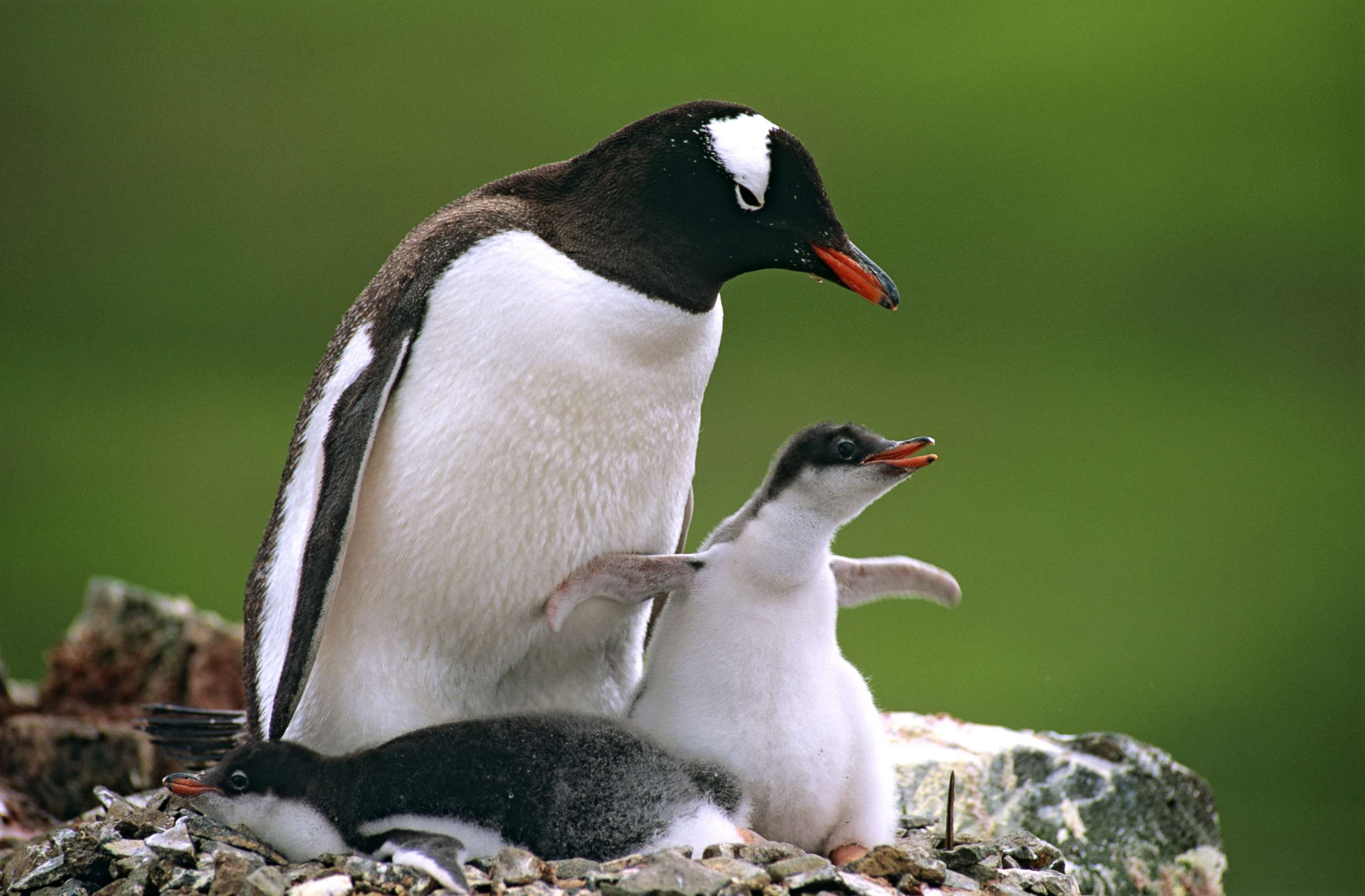 PHOTO: A Gentoo penguin (Pygoscelis papua) with its chicks in the Antarctic region, in this undated stock photo.