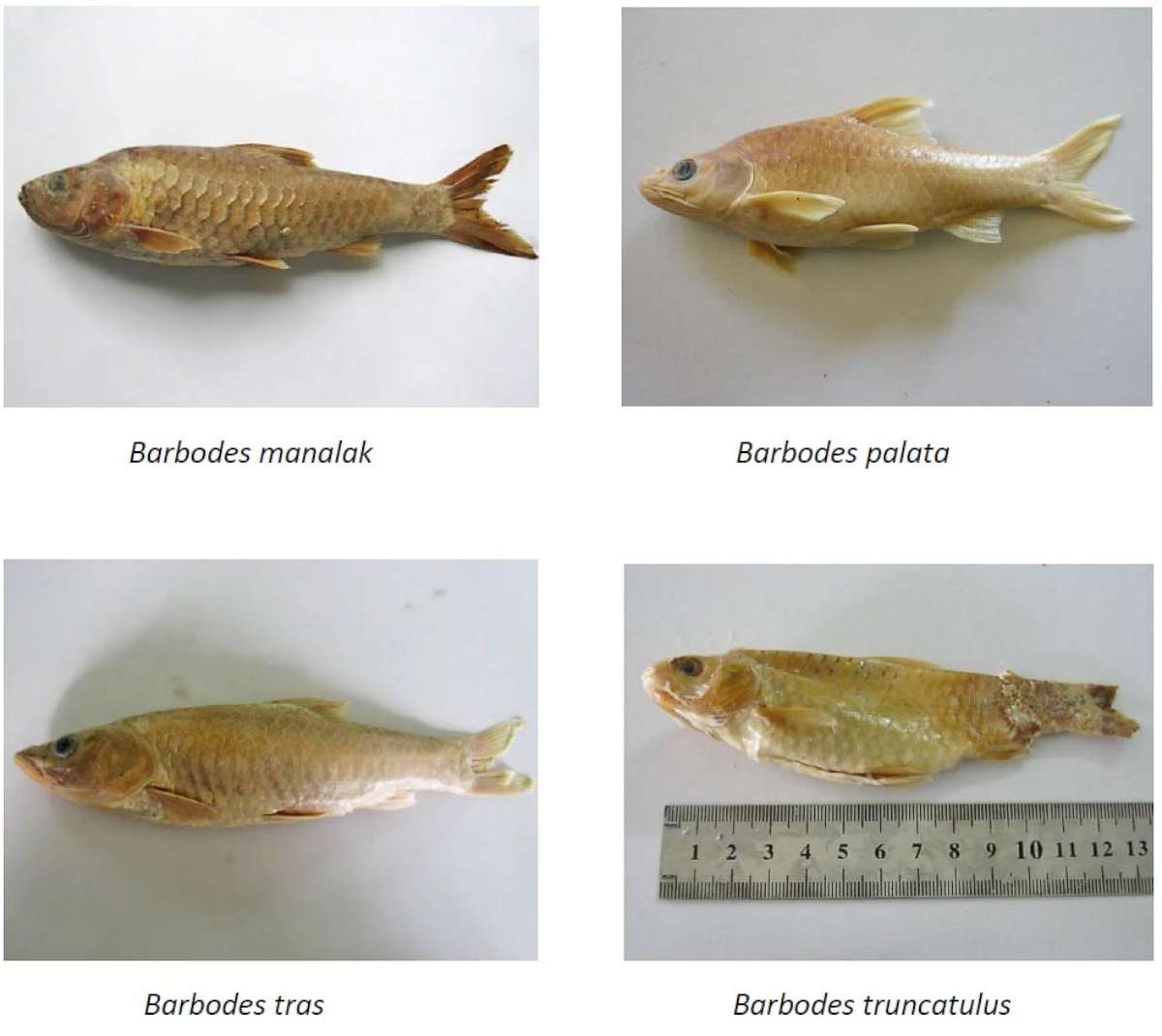 PHOTO: Freshwater fish species from Lake Lanao in the Philippines.