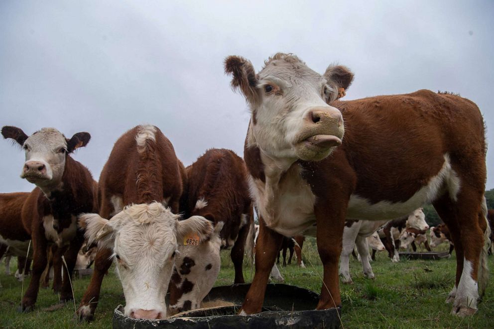 PHOTO: A herd of cows eats in a field in Cerro Pelado, Uruguay, March 17, 2021.