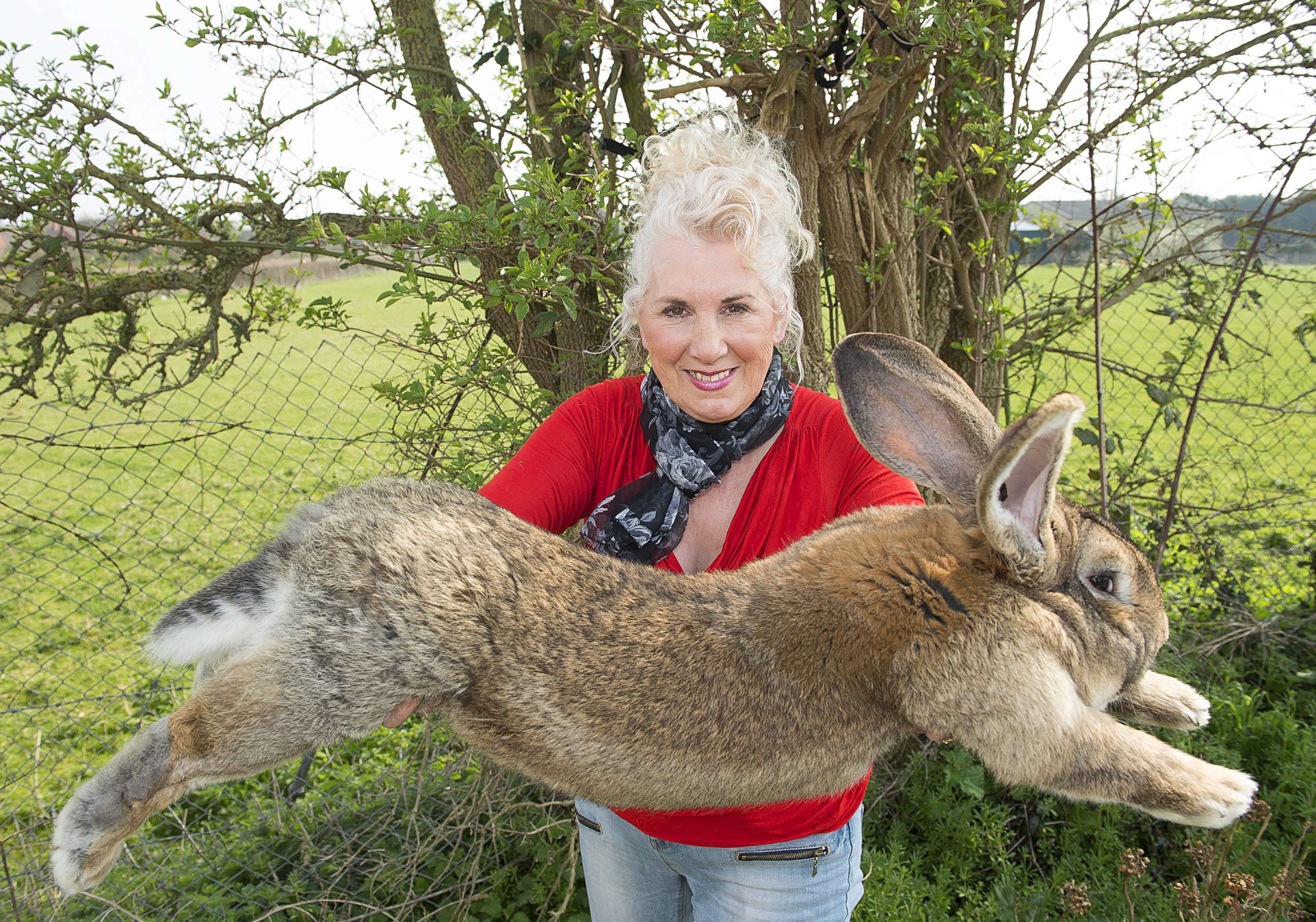 PHOTO: Annette Edwards from Worcestershire, England, holds Darius, her giant rabbit in 2015. He was reported missing the weekend of April 10-12, 2021.