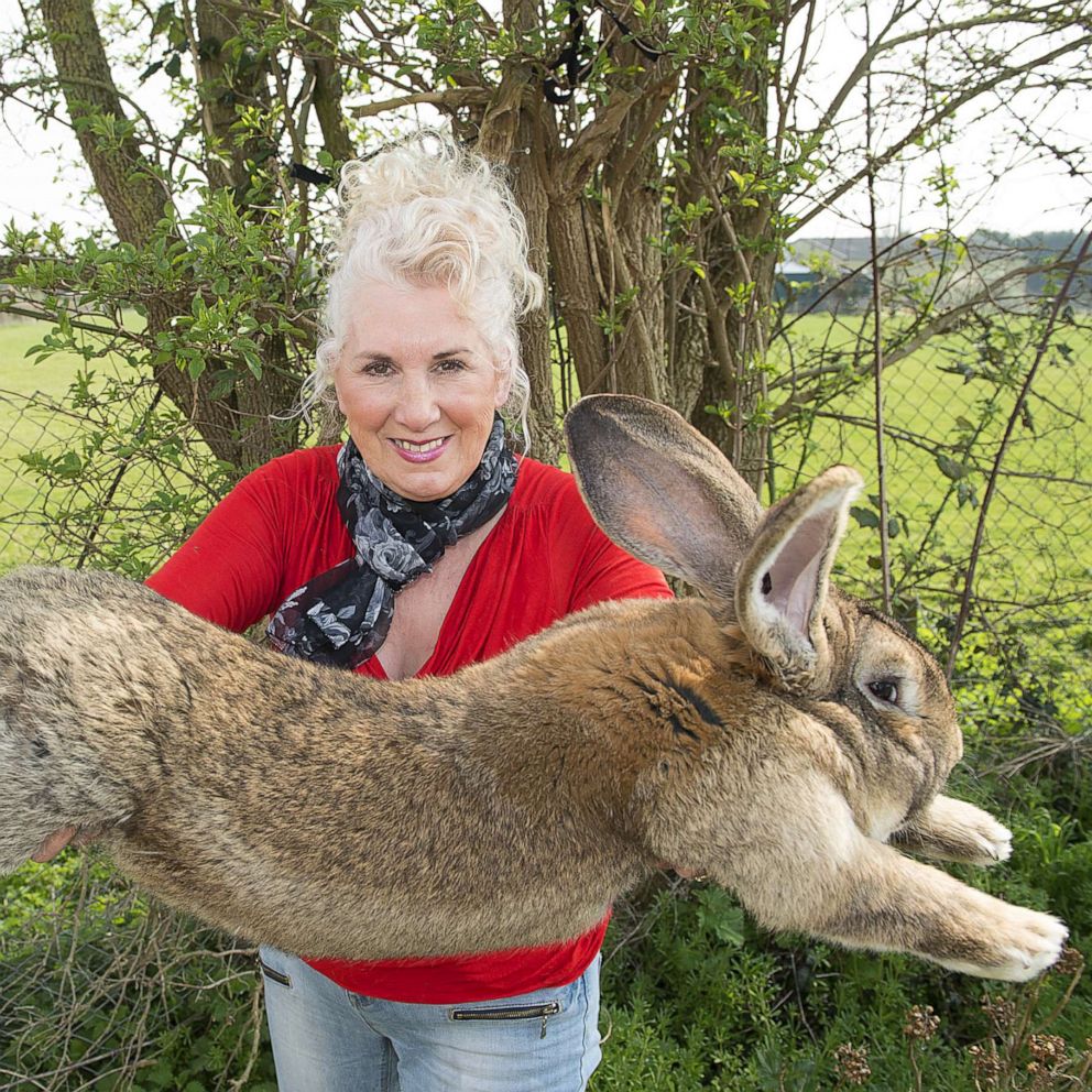 Guinness World Record S Biggest Rabbit Stolen From Home As Police Hunt For Culprit Abc News