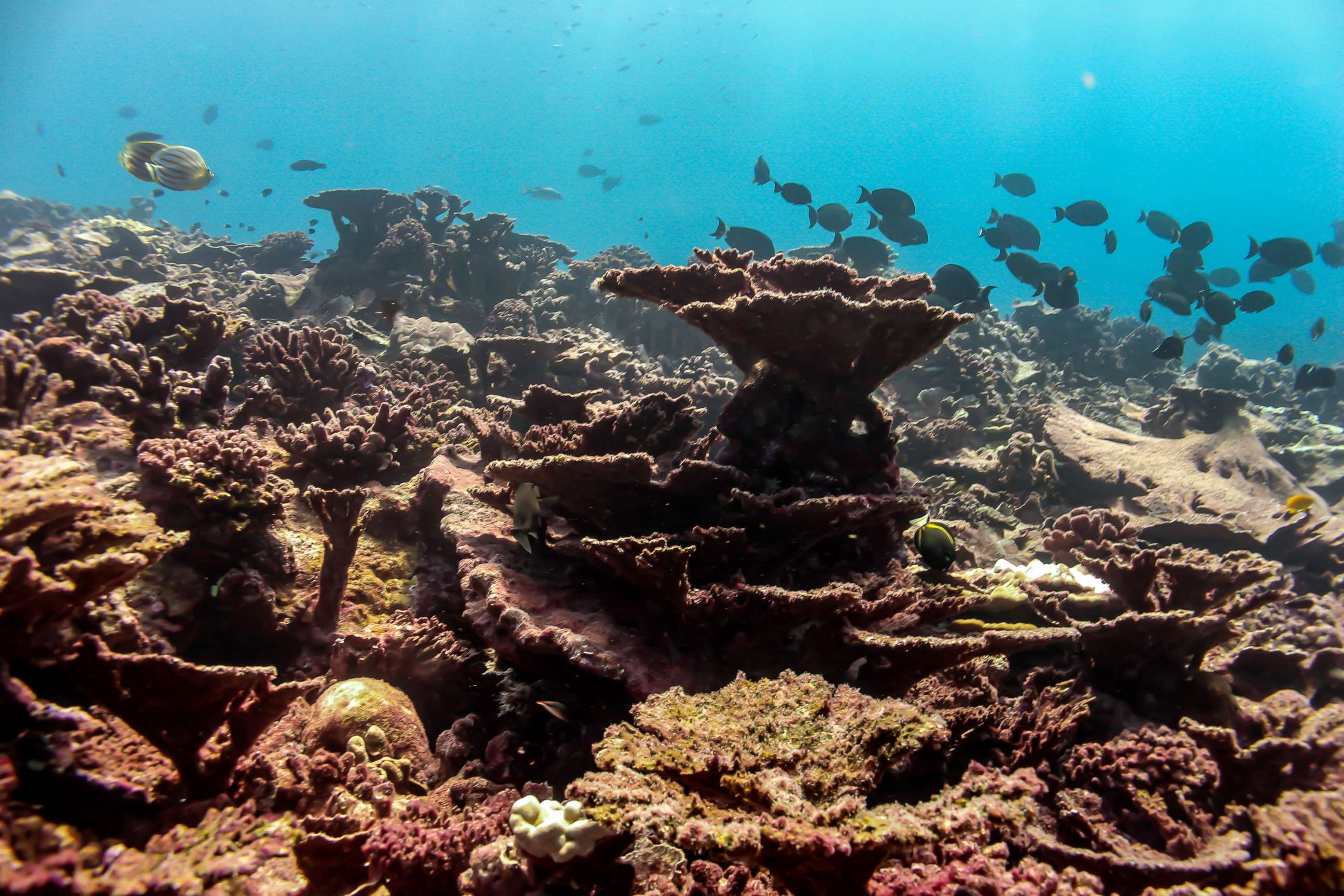 PHOTO: This photo provided by the University of Victoria, taken in April 2016, shows much of the coral is dead, overgrown with algae at the Pacific island of Kiritimati. 
