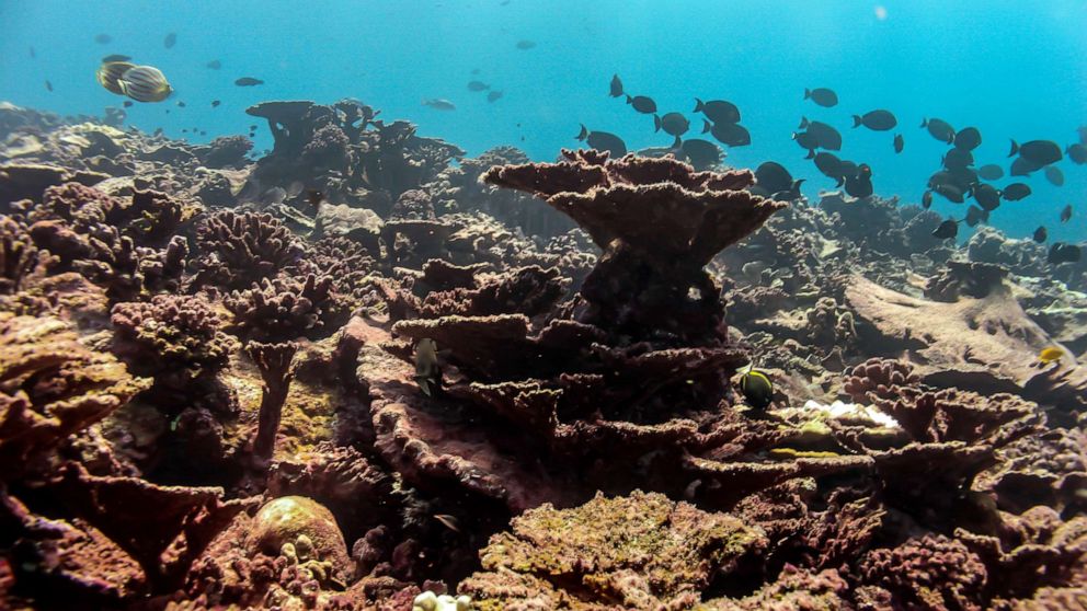 PHOTO: This photo provided by the University of Victoria, taken in April 2016, shows much of the coral is dead, overgrown with algae at the Pacific island of Kiritimati. 