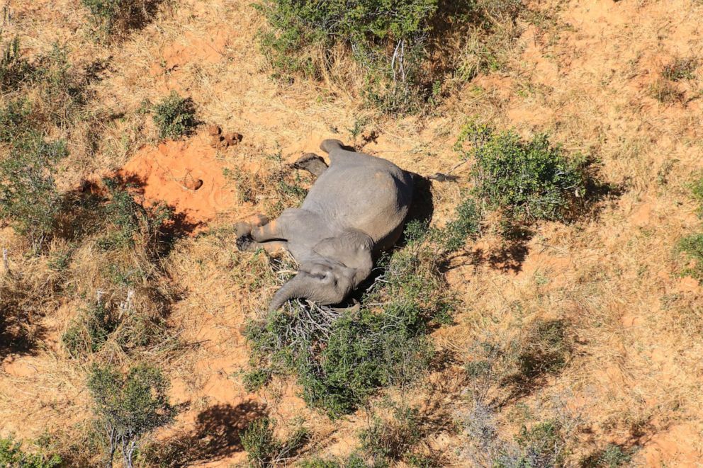 PHOTO: This image provided on July 3, 2020, courtesy of the National Park Rescue charity shows the carcass of one of the many elephants which have died mysteriously in the Okavango Delta in Botswana.