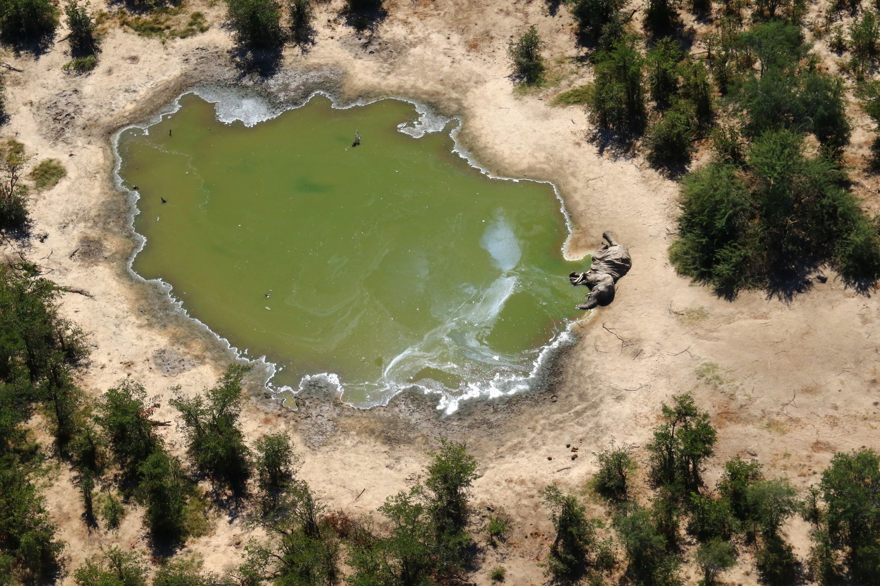 PHOTO: This image provided on July 3, 2020, courtesy of the National Park Rescue charity shows the carcass of one of the many elephants which have died mysteriously in the Okavango Delta in Botswana.