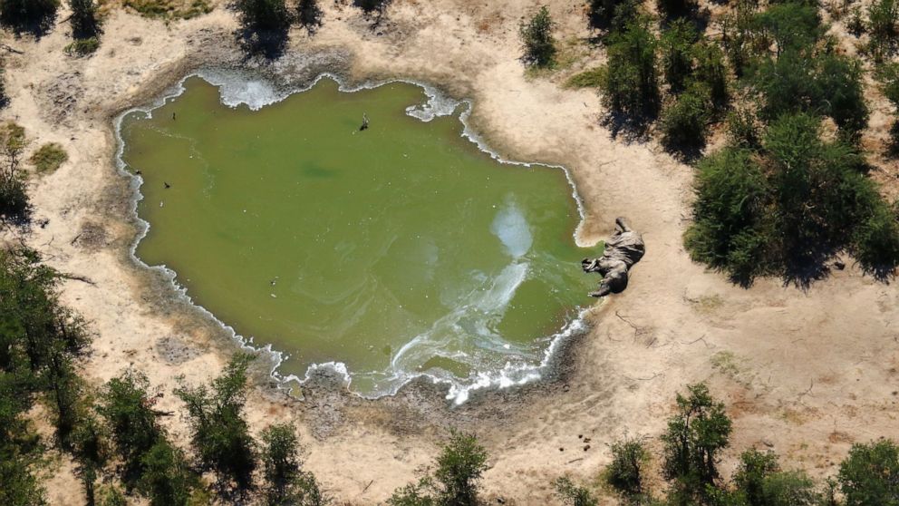 Over 350 elephants have mysteriously died - ABC News