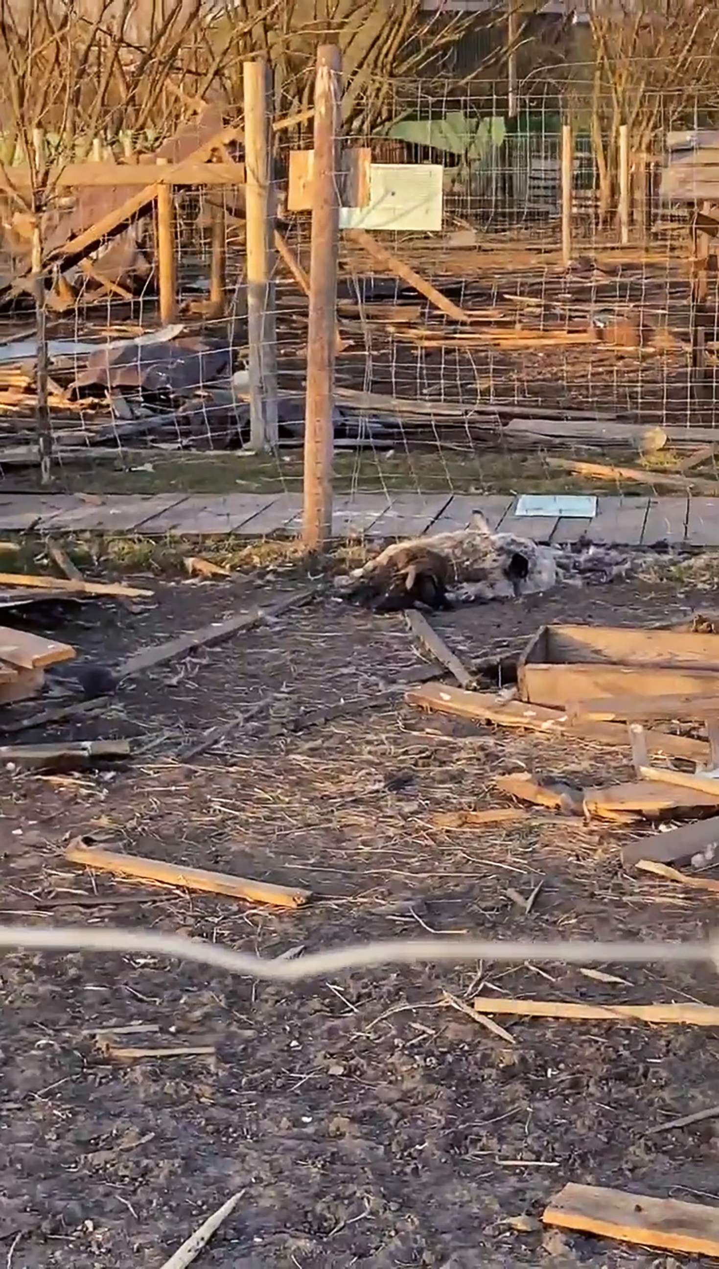 PHOTO: Dead animals lie among debris at the Yasnohorodka family ecopark, about 30 miles outside of Kyiv, Ukraine. The animals were abandoned when fighting forced their caretakers to flee.