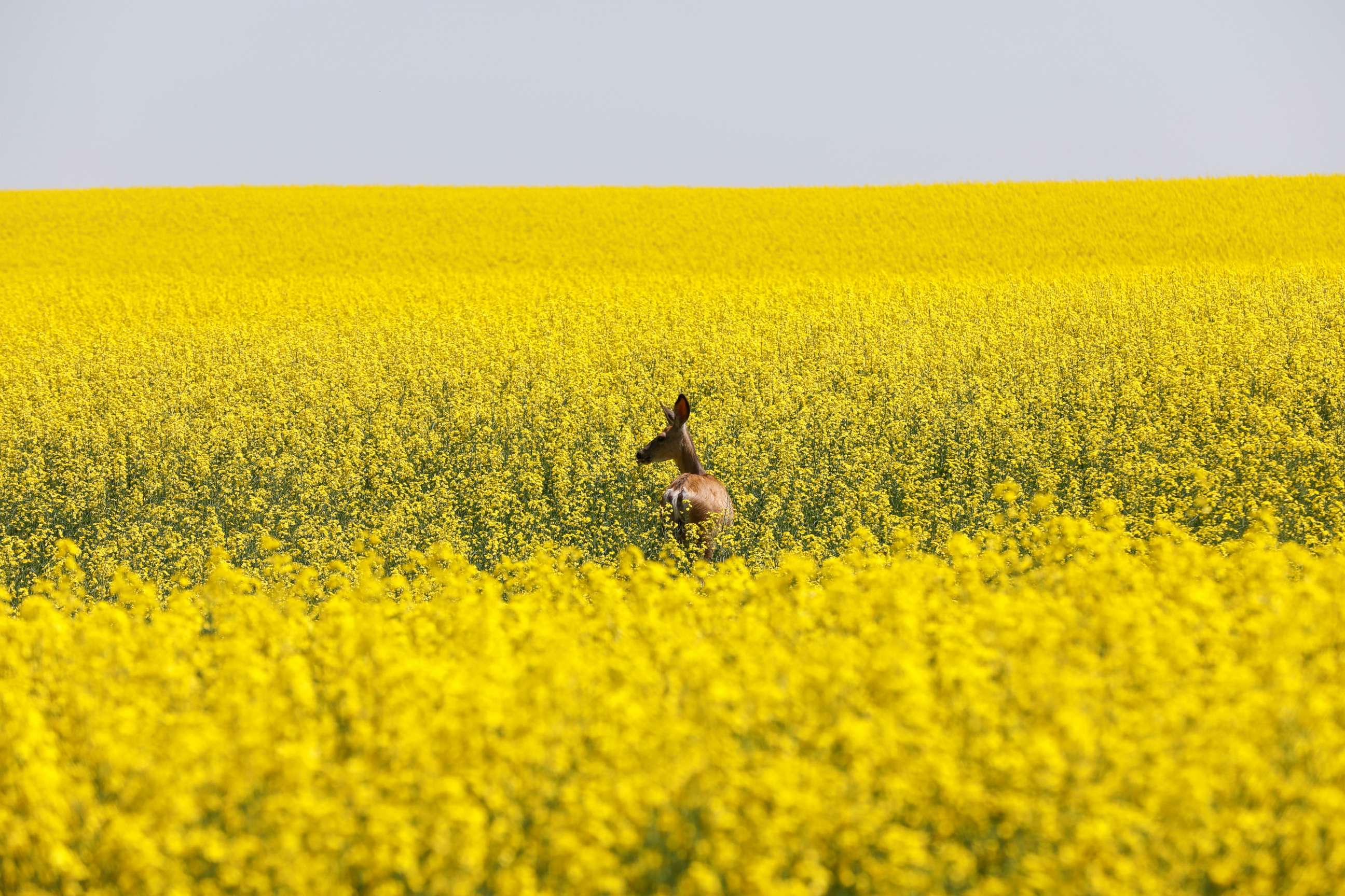 PHOTO: A deer feeds in a canola field that is in full bloom before harvest in rural Alberta, Canada, July 23, 2019.