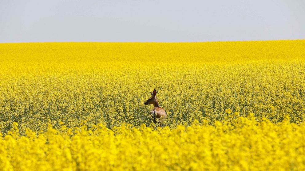PHOTO: A deer feeds in a canola field that is in full bloom before harvest in rural Alberta, Canada, July 23, 2019.