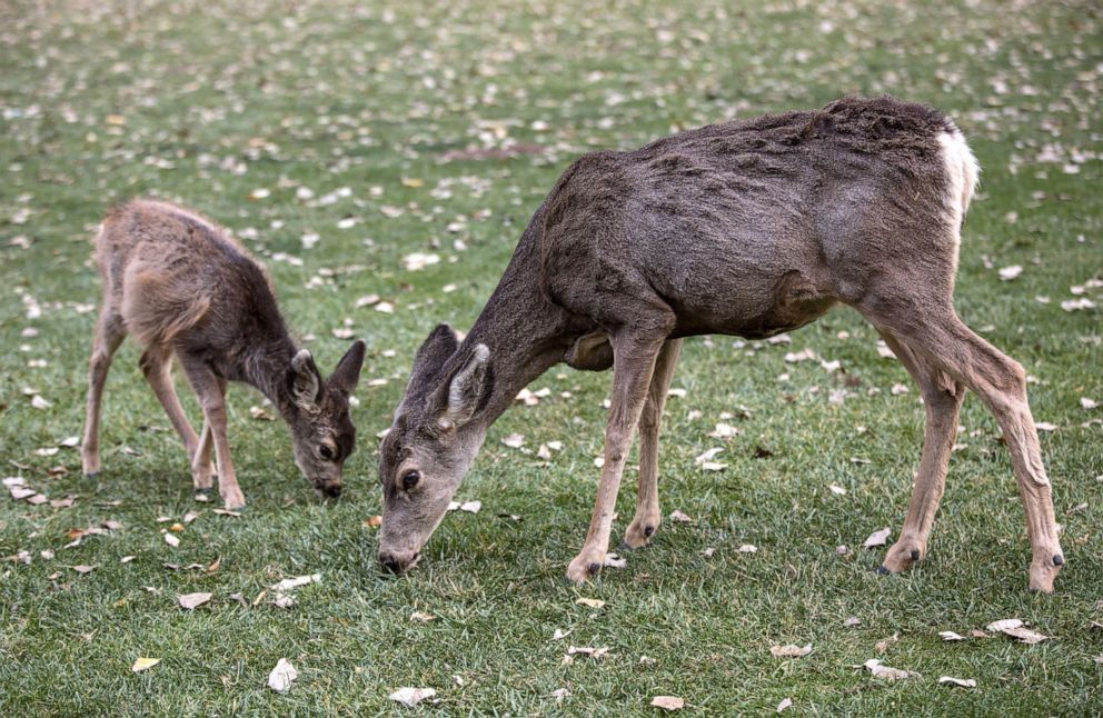 PHOTO: In this Nov. 7, 2018, file photo, a female mule deer and her fawn graze on grass in Zion National Park, Utah.