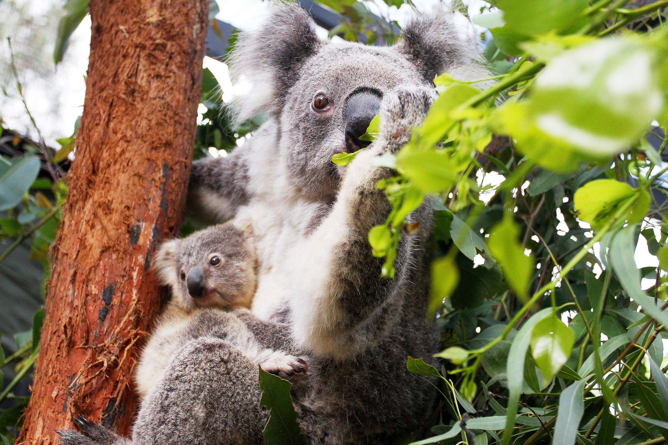 PHOTO: A Koala joey is comforted by its mother in Sydney, Australia, March 2, 2021.