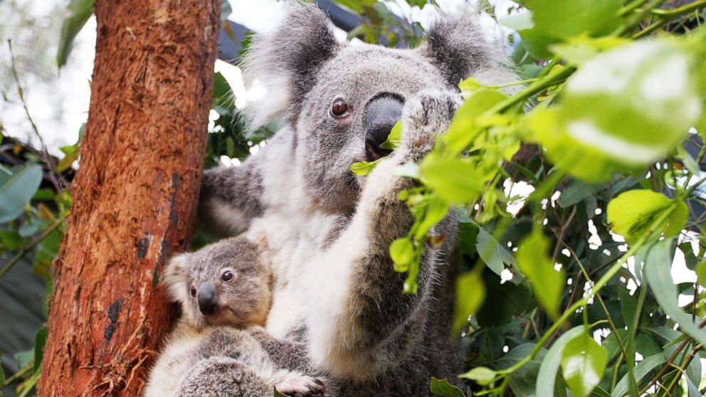 COP26: This is how mass deforestation is wiping out species around the ...