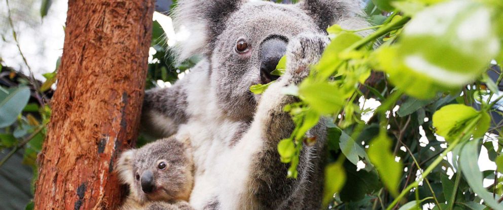 This Is How Mass Deforestation Is Wiping Out Species Around The World Abc News