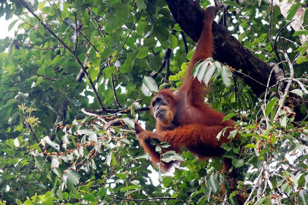 PHOTO: A Sumatran Orangutan Pongo forages in Southeast Aceh, Indonesia. April 4, 2021. 