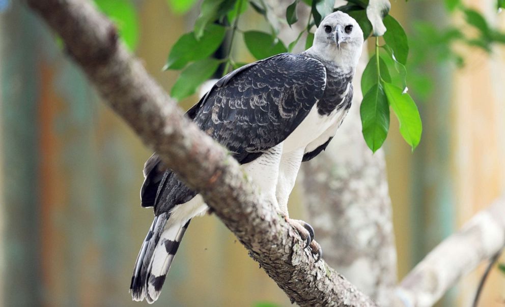 PHOTO:A Harpy Eagle perches on tree branch outside Panama City on June 17, 2013.