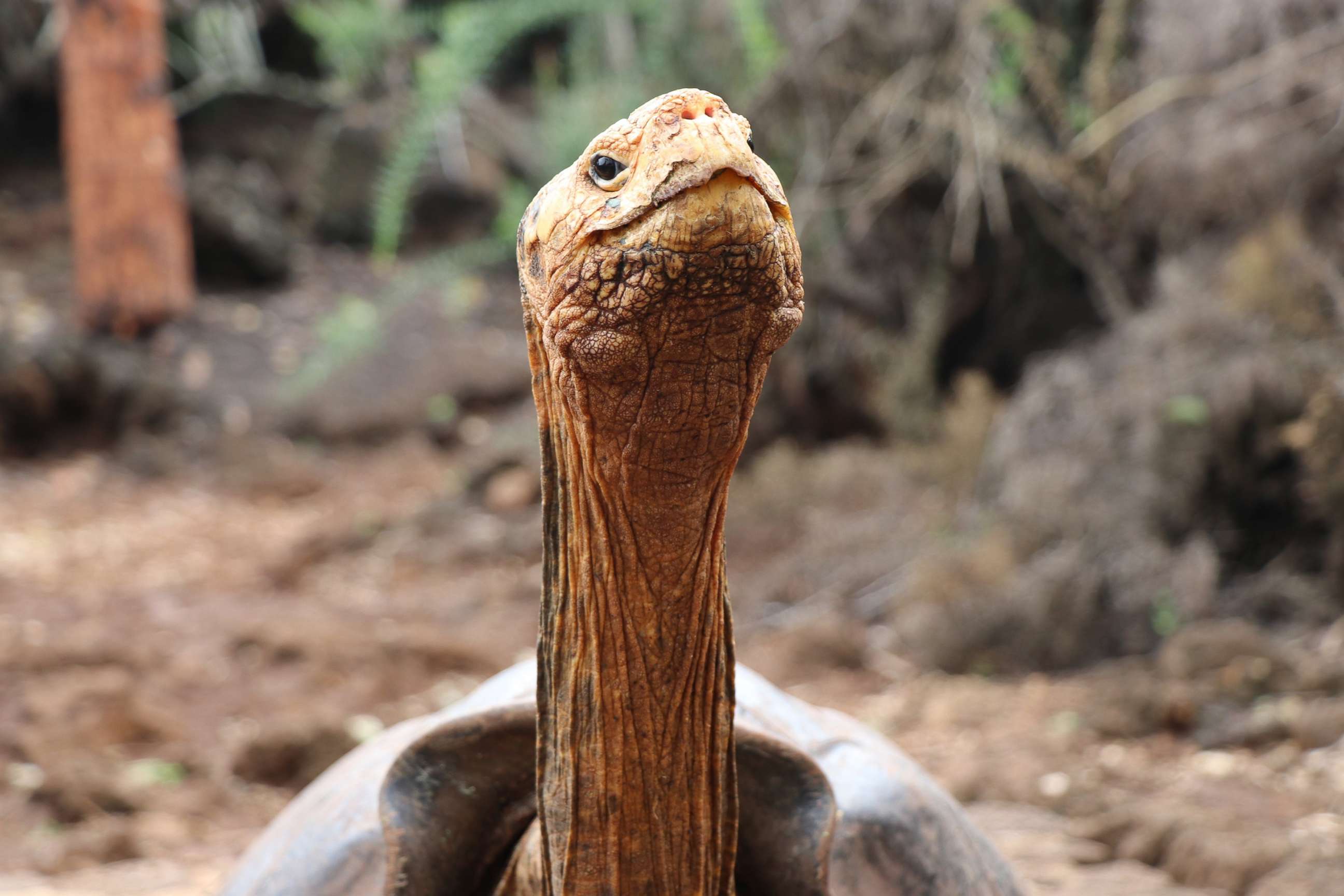 PHOTO: Diego, the giant tortoise helped to save his species by procreating 800 turtles is pictured in Galapagos, Ecuador, Jan. 9, 2020.