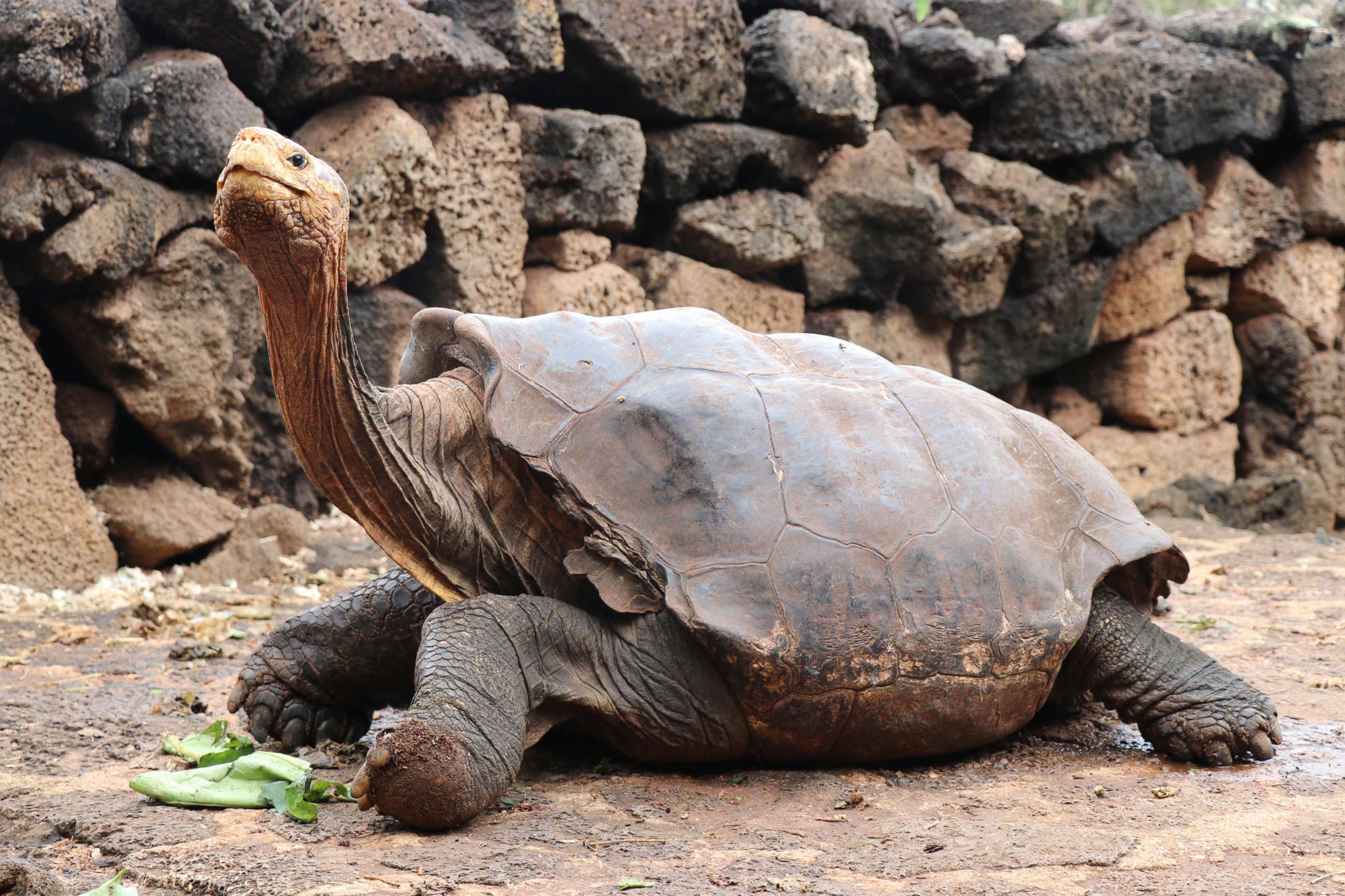 PHOTO: Diego, the giant tortoise helped to save his species by procreating 800 turtles is pictured in Galapagos, Ecuador, Jan. 9, 2020.