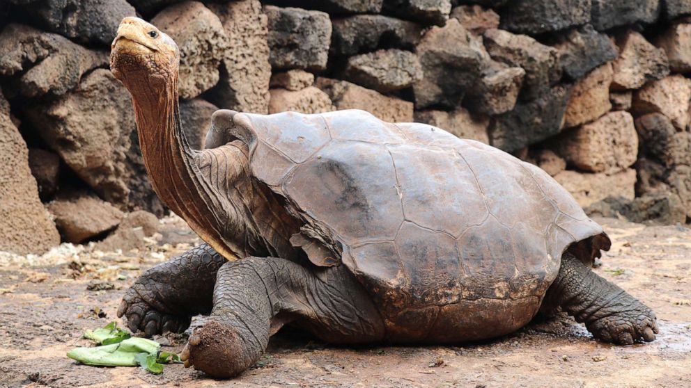 PHOTO: Diego, the giant tortoise helped to save his species by procreating 800 turtles is pictured in Galapagos, Ecuador, Jan. 9, 2020.
