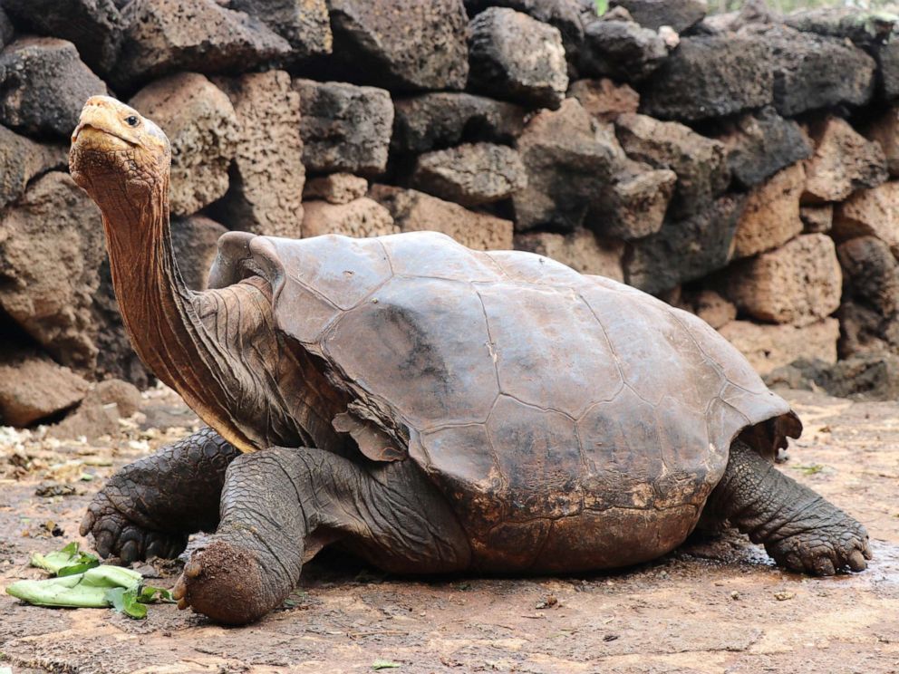 Galapagos Giant Tortoise Has So Much Sex He Retires After Saving His Species Abc News